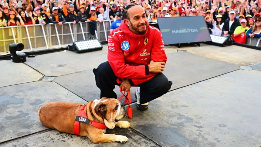 Hamilton lamenta la muerte de Roscoe, su fiel bulldog: "Mi mejor amigo"