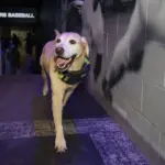 Naylor y el perro Tucker sellan su futuro con los Mariners: "¡Queremos la Serie Mundial!"