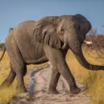 Día Mundial del Elefante: las amenazas que ponen la especie en peligro