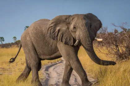 Día Mundial del Elefante: las amenazas que ponen la especie en peligro