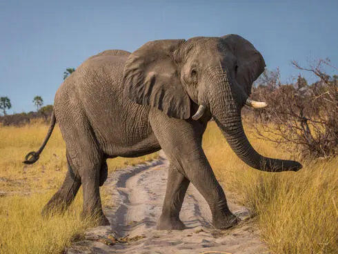 Día Mundial del Elefante: las amenazas que ponen la especie en peligro