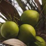 República Dominicana realizará la primera Cumbre del Coco DominiCoco 2026