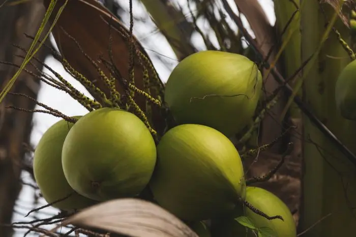República Dominicana realizará la primera Cumbre del Coco DominiCoco 2026