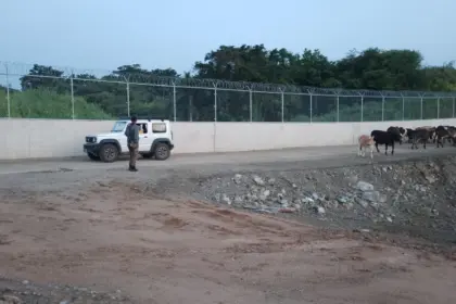 Ejército recupera ganado robado en Dajabón antes de ser llevado a Haití
