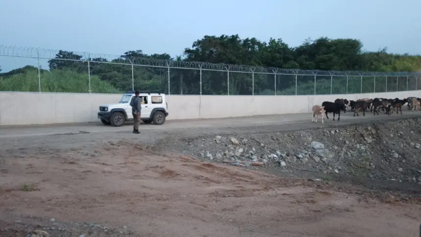 Ejército recupera ganado robado en Dajabón antes de ser llevado a Haití