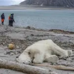 Multan con 50.000 coronas a turista por molestar a un oso polar en Noruega