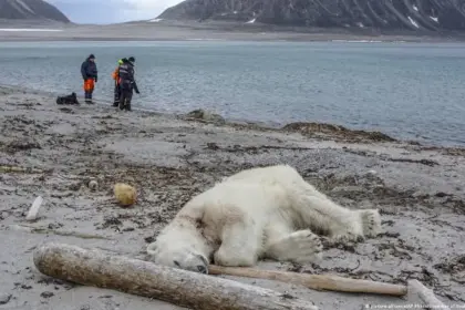Multan con 50.000 coronas a turista por molestar a un oso polar en Noruega
