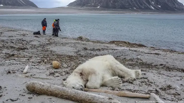 Multan con 50.000 coronas a turista por molestar a un oso polar en Noruega