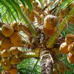 RD impulsa industria del coco con 880,000 tareas y 5,000 productores