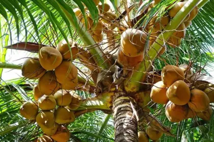 RD impulsa industria del coco con 880,000 tareas y 5,000 productores