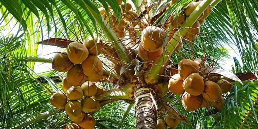 RD impulsa industria del coco con 880,000 tareas y 5,000 productores