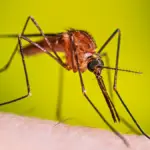 Alerta sanitaria: casos de dengue aumentan un 25% en Costa Rica este 2026