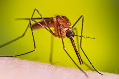 Alerta sanitaria: casos de dengue aumentan un 25% en Costa Rica este 2026