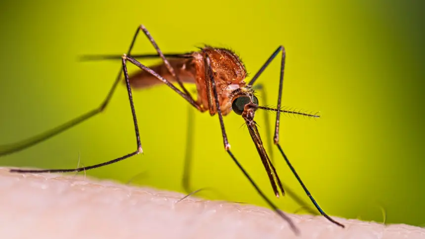 Alerta sanitaria: casos de dengue aumentan un 25% en Costa Rica este 2026 1 Alerta sanitaria: casos de dengue aumentan un 25% en Costa Rica este 2026