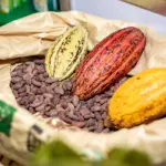 Exportaciones de cacao dominicano alcanzan US$669 millones en 2025