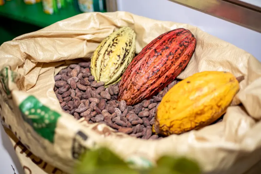 Exportaciones de cacao dominicano alcanzan US$669 millones en 2025