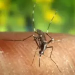 Brasil registra cifra histórica de malaria más baja en 50 años