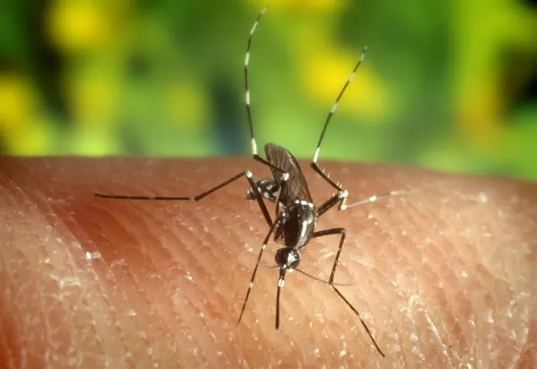 Brasil registra cifra histórica de malaria más baja en 50 años