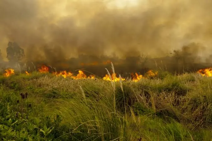 Prevención de incendios forestales: acciones clave para salvar bosques