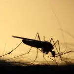 Día Mundial del Mosquito: prevención clave contra la malaria y el dengue