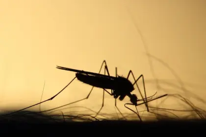Día Mundial del Mosquito: prevención clave contra la malaria y el dengue