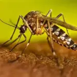 Salud Pública reporta 245 casos de dengue en República Dominicana