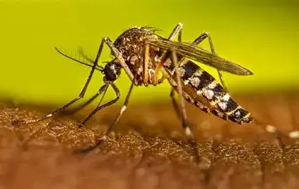 Salud Pública reporta 245 casos de dengue en República Dominicana 19 Salud Pública reporta 245 casos de dengue en República Dominicana