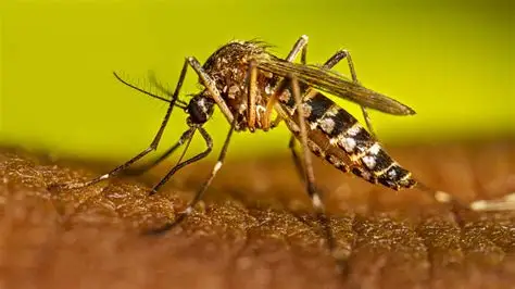 Salud Pública reporta 245 casos de dengue en República Dominicana
