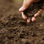 Peralta exige a UTEPDA proyectos agroforestales para su desarrollo