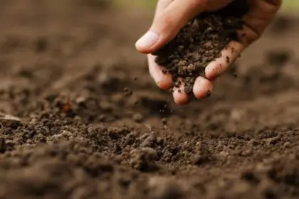 Peralta exige a UTEPDA proyectos agroforestales para su desarrollo