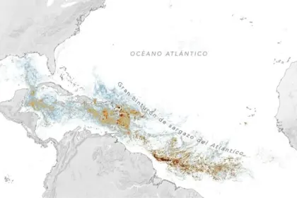 Cinturón de sargazo en el Caribe alcanza niveles históricos en 2026