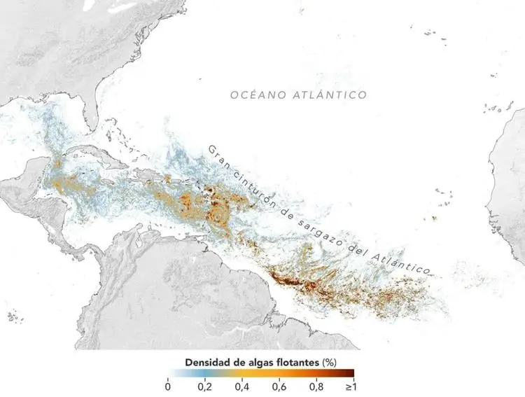 Cinturón de sargazo en el Caribe alcanza niveles históricos en 2026 1 Cinturón de sargazo en el Caribe alcanza niveles históricos en 2026