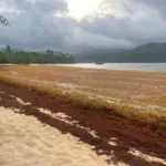 Crisis por sargazo en Playa Rincón: piden intervención en Samaná