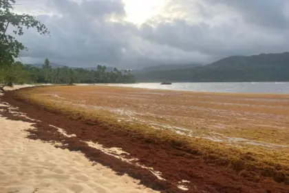 Crisis por sargazo en Playa Rincón: piden intervención en Samaná