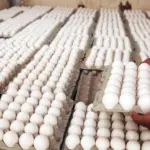 Crisis diplomática RD y Cuba frena exportación de huevos dominicanos