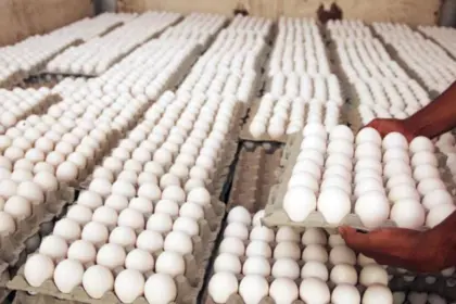 Crisis diplomática RD y Cuba frena exportación de huevos dominicanos