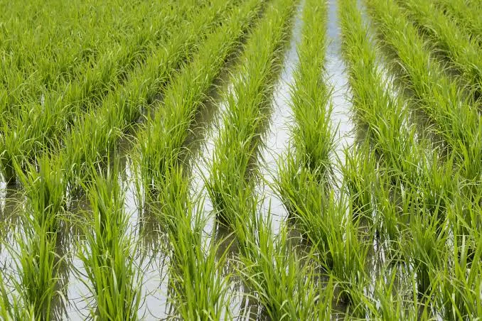 Producción de arroz cae 10.5% en República Dominicana este 2026 1 Producción de arroz cae 10.5% en República Dominicana este 2026
