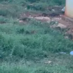 Plaga de ratas en Ciudad Juan Bosch: exigen declarar emergencia en El Sembrador III