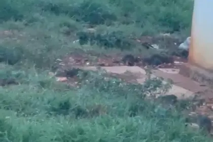 Plaga de ratas en Ciudad Juan Bosch: exigen declarar emergencia en El Sembrador III