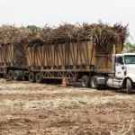 CAC logra récord histórico de 748 mil toneladas en zafra 2025-2026