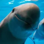 Día Internacional de la Vaquita Marina: urgencia por salvar al cetáceo