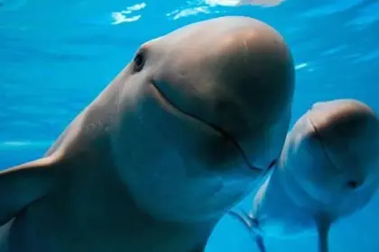 Día Internacional de la Vaquita Marina: urgencia por salvar al cetáceo