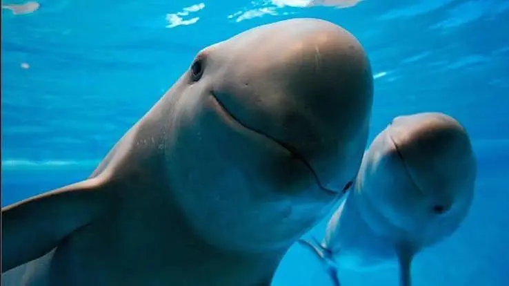 Día Internacional de la Vaquita Marina: urgencia por salvar al cetáceo