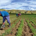 Día Mundial de la Agricultura: importancia, retos y futuro sostenible