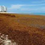 Inverotel ofrece apoyo a RD para combatir el sargazo en playas turísticas