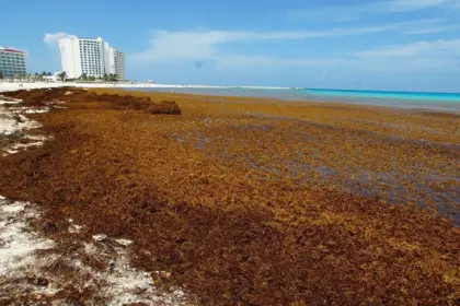 Inverotel ofrece apoyo a RD para combatir el sargazo en playas turísticas