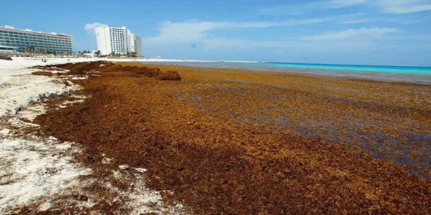 Inverotel ofrece apoyo a RD para combatir el sargazo en playas turísticas