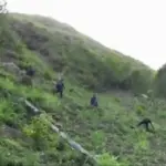 DNCD desmantela masivos sembradíos de marihuana en Peralta Azua