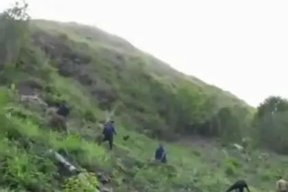 DNCD desmantela masivos sembradíos de marihuana en Peralta Azua