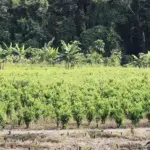 Juez suspende plan piloto de fumigación aérea en Colombia